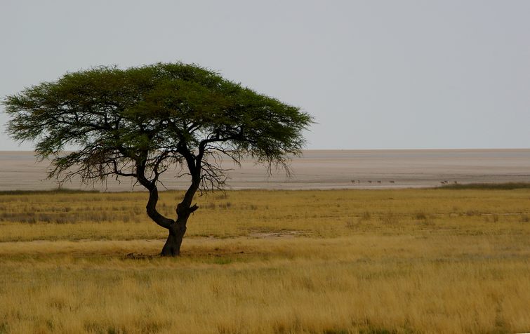682 Namibia Okt 2006 .JPG